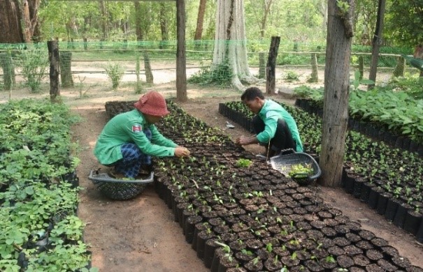 Plant Nursery at Koh Ker Site